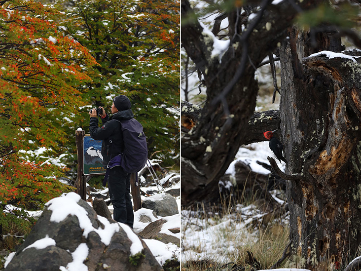 While taking pictures (left), look out for the Magellanic woodpecker (right)