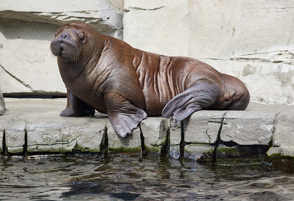Baby walrus u00e2u20acu02dcFieteu00e2u20acu2122 takes a rest in his enclosure at the Tierpark Hagenbeck zoo in Hamburg, northern Germany, on August 2, 2019. u00e2u20acu201d AFP pic  
