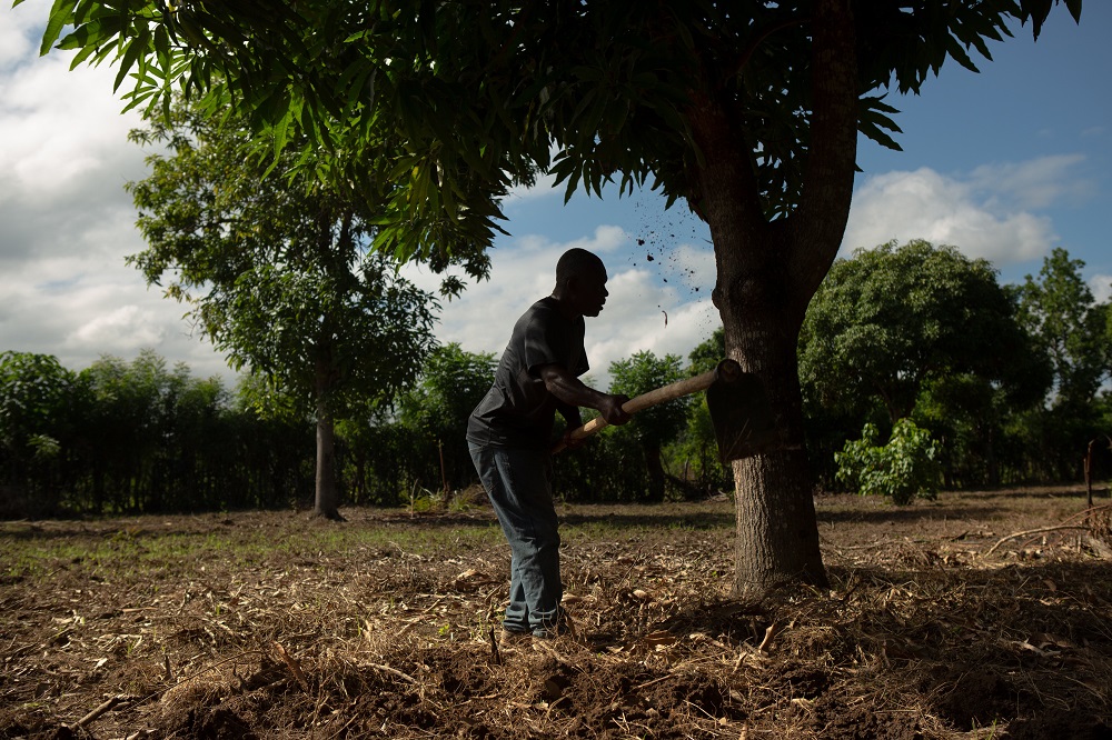 Farmer Remy Augustin, 54, prepares the ground to plant maize on a plot owned by his niece near Caracol, Haiti December 10, 2019. u00e2u20acu201d Allison Shelley via Reuters