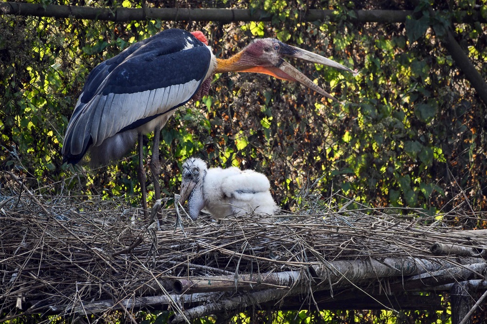 This picture taken on January 1, 2020, shows a Greater Adjutant stork and its chick on an artificial platform in an enclosure at Assam State Zoo/Botanical Garden in Guwahati. u00e2u20acu201d AFP pic  