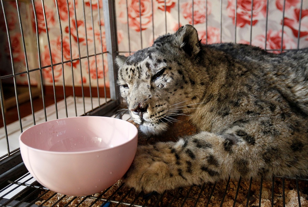Jaabars the snow leopard, that was found wounded in a forest by the town of Talas earlier this month, rests in a cage at the Bugu-Enye public foundation in the village of Novopokrovka outside Bishkek, Kyrgyzstan January 28, 2020. u00e2u20acu201d Reuters pic
