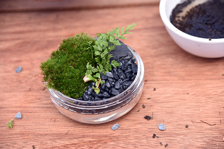 The participants get to make this miniature forest and bring it home afterwards