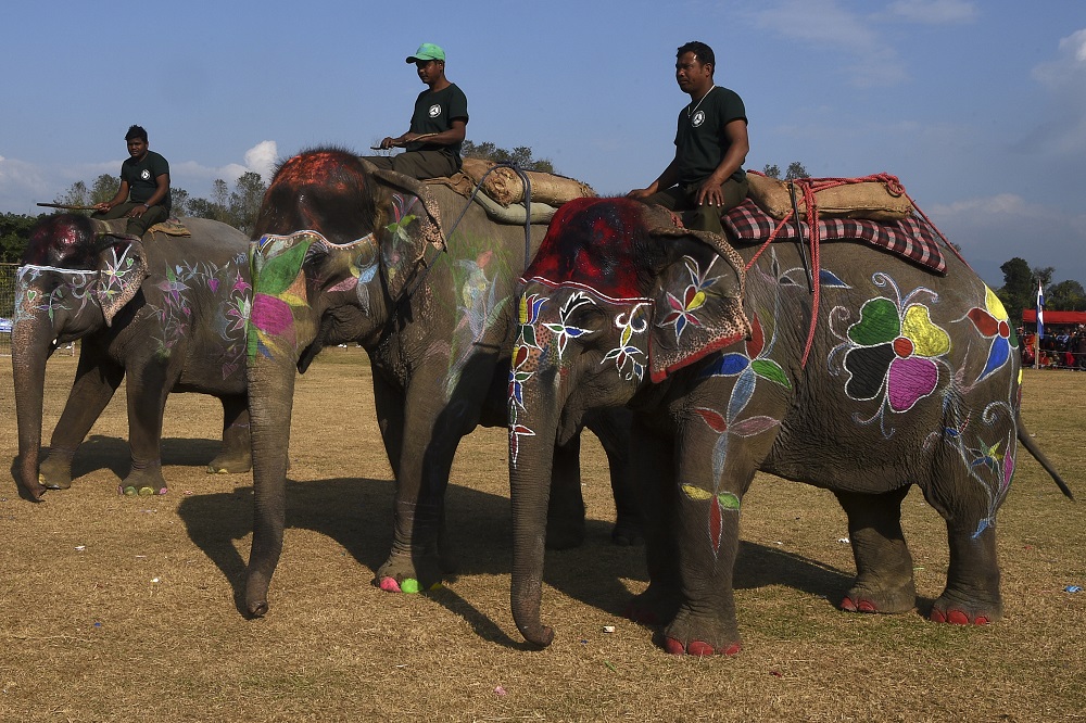 Mahouts guide their elephants during an elephant beauty pageant in Sauraha Chitwan, some 150km southwest of Kathmandu, Nepal January 2, 2020. u00e2u20acu201d AFP pic