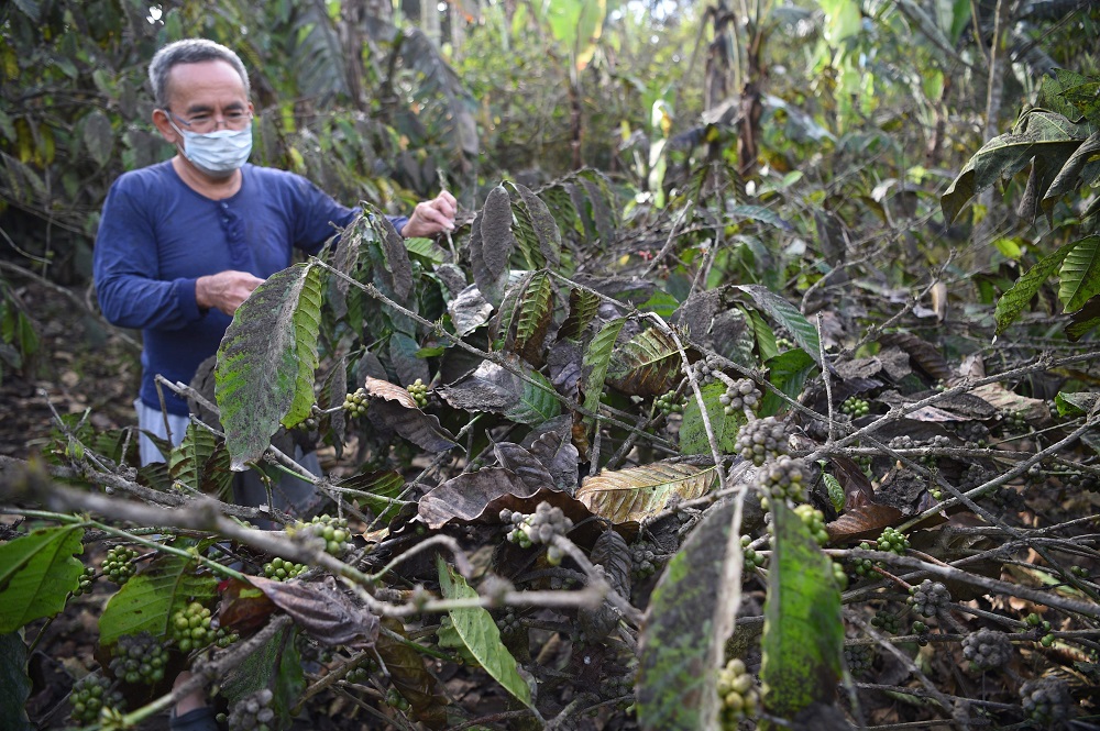 In this photo taken January 17, 2020, coffee farmer Abner Javier checks his coffee trees with ash fall caused by the eruption of Taal volcano in Amadeo town, Cavite province, South of Manila. u00e2u20acu201d AFP pic