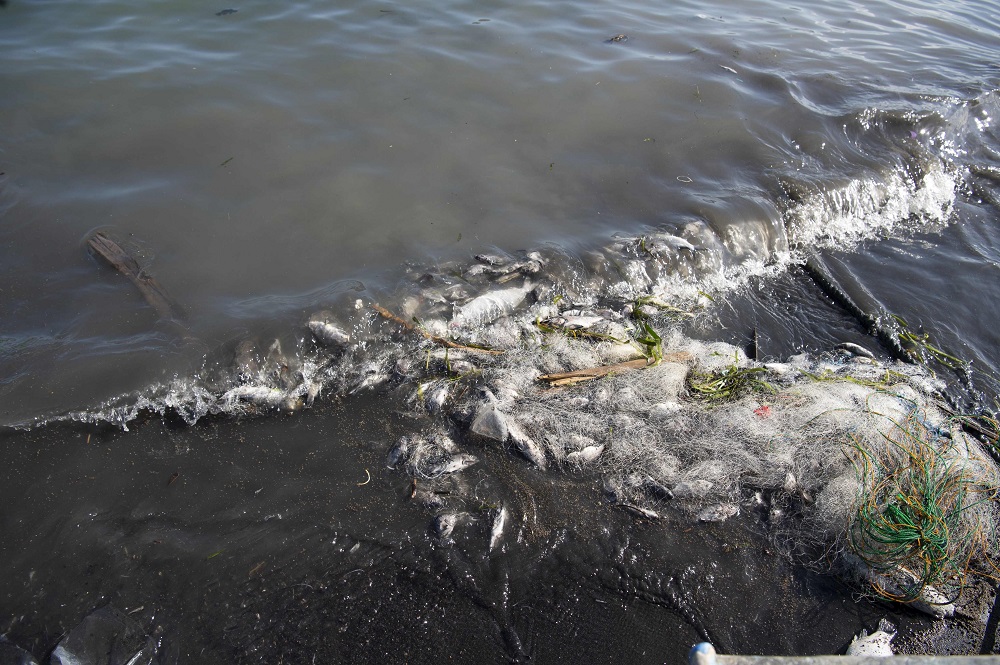 In this photo taken January 16, 2020, dead fish float along the shores at the foot of a mountain next to Taal volcano crater at a fishing village in Laurel town, Batangas province, South of Manila. — AFP pic   