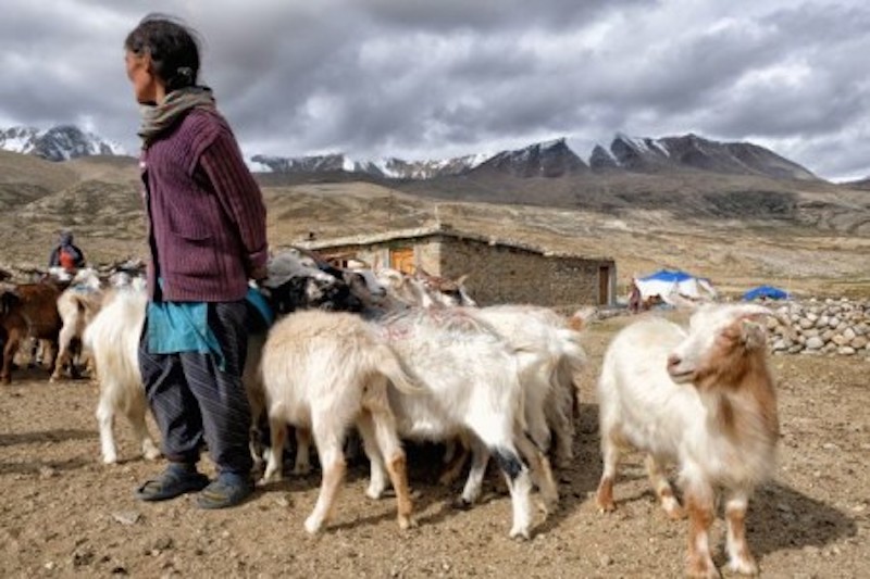 Changpa nomad Sonam Yangzom, 55, gestures as she holds her pashmina goats. u00e2u20acu201d AFP-Relaxnews picnn