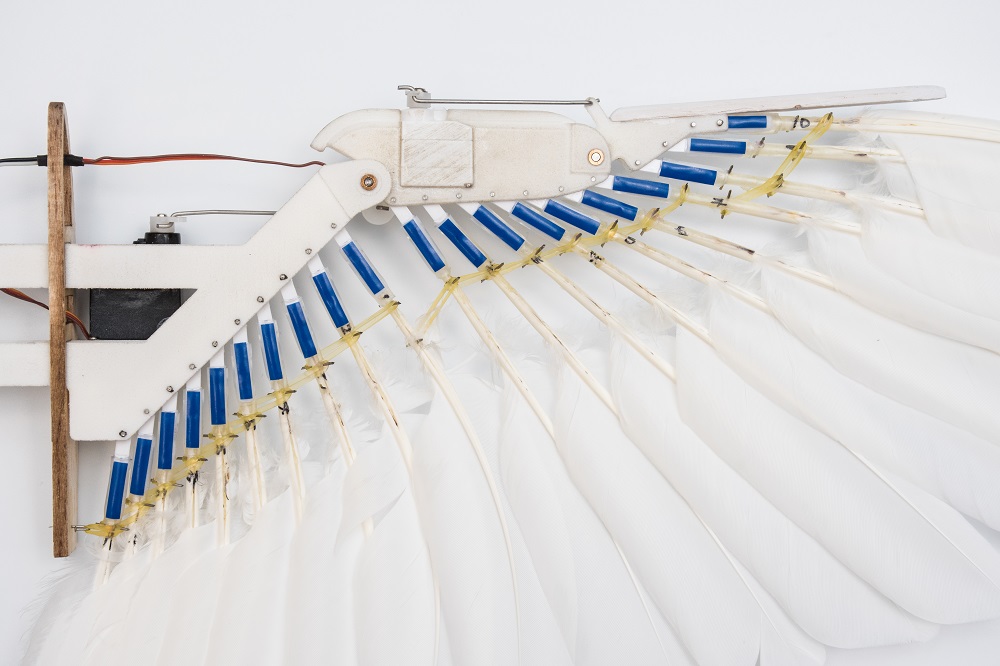 This May 25, 2017, image courtesy of Lentink Lab at Stanford University in Stanford, California, shows a close up of the PigeonBot wing, made of real feathers linked by elastic ligaments to synthetic wrists and fingers. — Lentink Lab/Stanford University/AFP pic