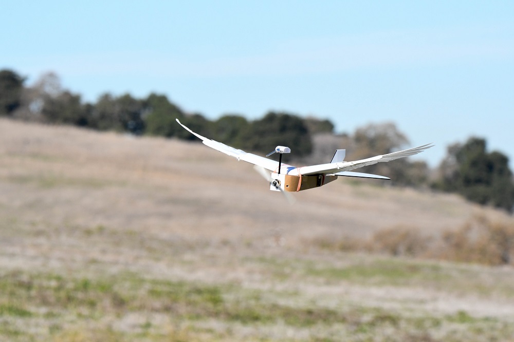 This December 18, 2017, image courtesy of Lentink Lab at Stanford University in Stanford, California, shows a PigeonBot in flight. u00e2u20acu201d Lentink Lab/Stanford University/AFP pic