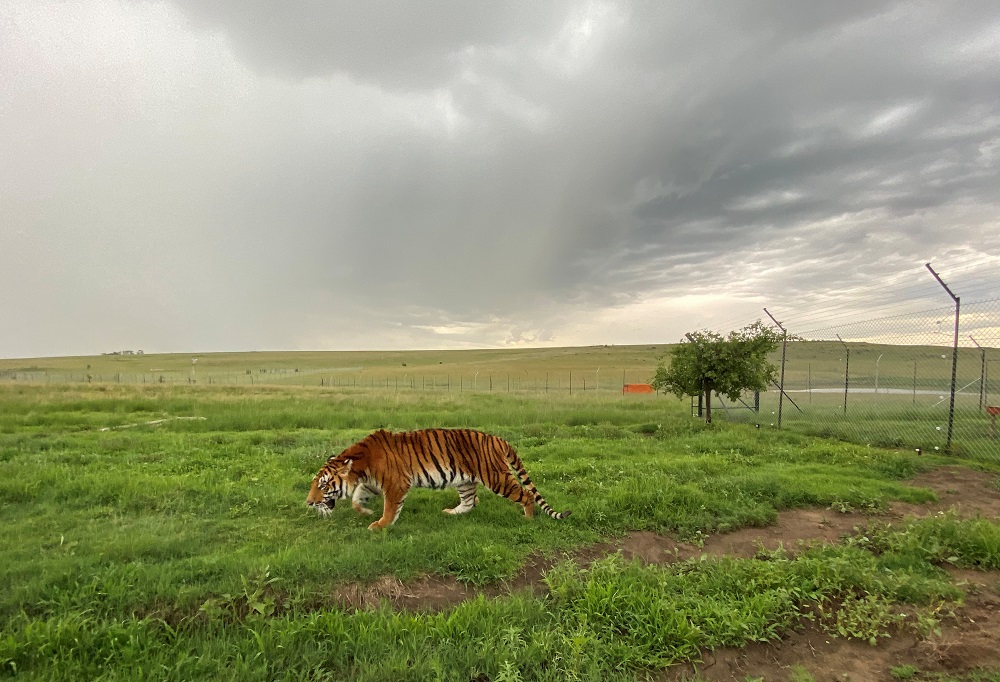 A tiger rescued from a circus by Animal Defenders International in Guatemala arrives at its new home near Winburg, South Africa, January 21, 2020. u00e2u20acu201d Reuters pic  