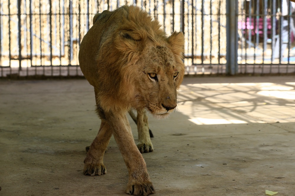 A malnourished lion walks in his cage at the Al-Qureshi park in the Sudanese capital Khartoum January 19, 2020. u00e2u20acu201d AFP pic  