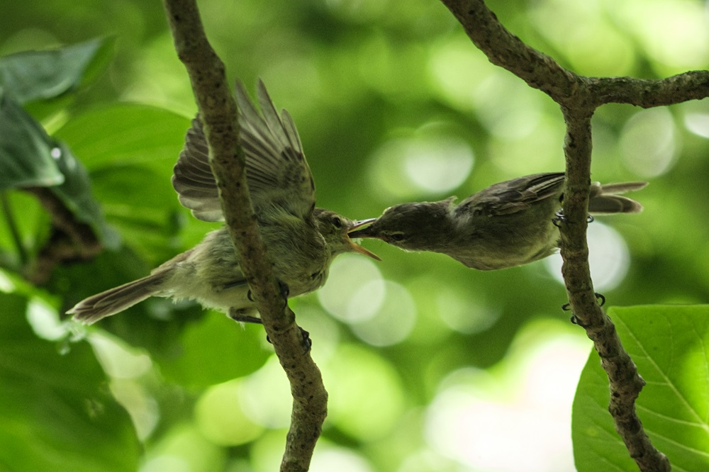 A picture taken on November 21, 2019, shows Seychelles Warblers on Cousin Island, a nature reserve island managed by Nature Seychelles, national environmental NGO, Seychelles. u00e2u20acu2022 AFP pic 