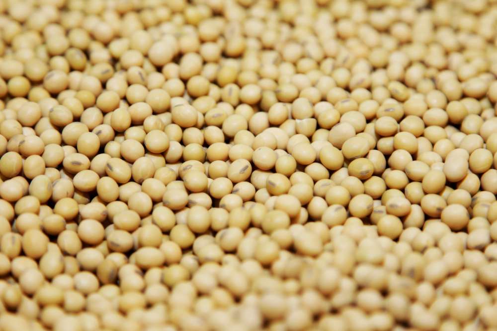 A bushel of soybeans are shown on display in the Monsanto research facility in Creve Coeur, Missouri. u00e2u20acu2022 Reuters pic