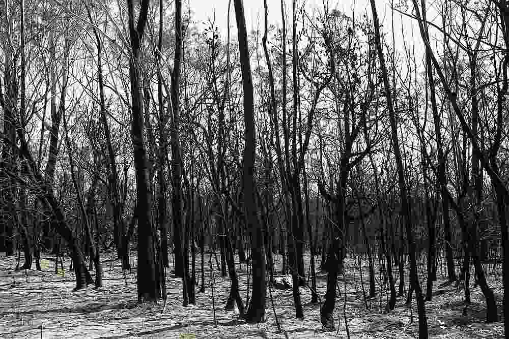 Charred trees are pictured in a patch of forest burnt during the recent bushfires near Batemans Bay, New South Wales, Australia January 22, 2020. u00e2u20acu201d Reuters pic