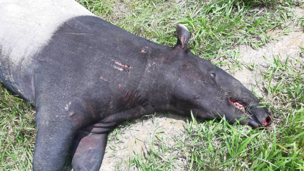 The dead adult female tapir, believed to be a victim of a hit and run incident, was found along Jalan Padang Tembak in Kluang last week. u00e2u20acu201d Picture courtesy of Johor Wildlife and National Parks Department