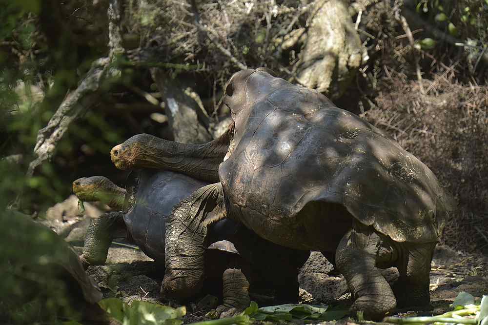 Diego mating with a female tortoise at a breeding centre in the Galapagos National Park in February 2019. u00e2u20acu201d AFP pic