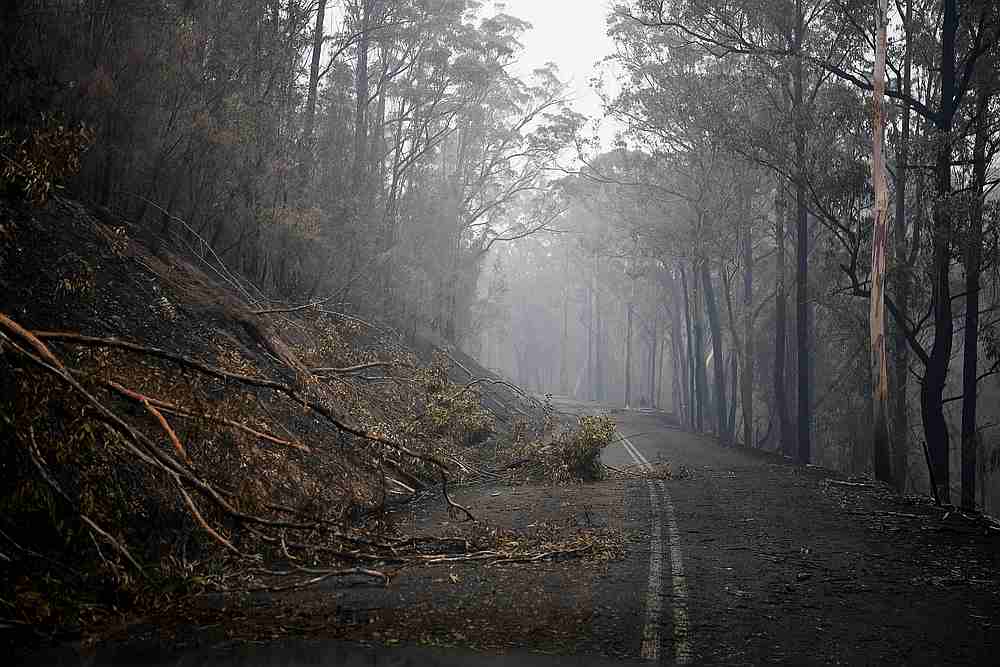 Fallen trees partially block roads in the fire-grounds near Eden, Australia January 7, 2020. u00e2u20acu201d Reuters pic