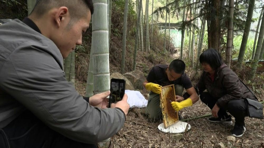 Video clips posted online by Chinese beekeeper Ma Gongzuo show him opening up a hive surrounded by bees, swimming bare-chested in a river, or chopping wood - and he now has over 700,000 views on Douyin, the Chinese version of popular video-sharing app Tik