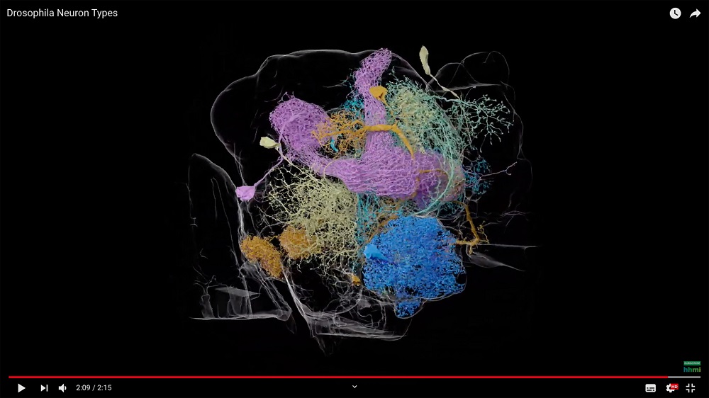 Scientists create the largest ever high-resolution map of a brain. u00e2u20acu201d  HHMI Howard Hughes Medical Institute/Youtube via AFP
