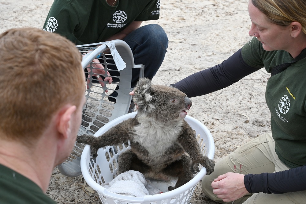 Humane Society International Crisis Response Specialist, Kelly Donithan checks an injured Koala she just rescued on Kangaroo Island, Australia January 15, 2020. u00e2u20acu2022 AFP pic