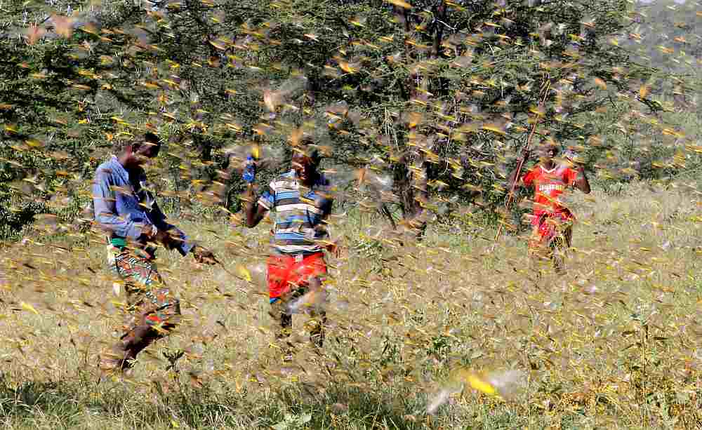 Samburu men attempt to fend-off a swarm of desert locusts flying over a grazing land in Lemasulani village, Samburu County, Kenya January 17, 2020. u00e2u20acu201d Reuters pic