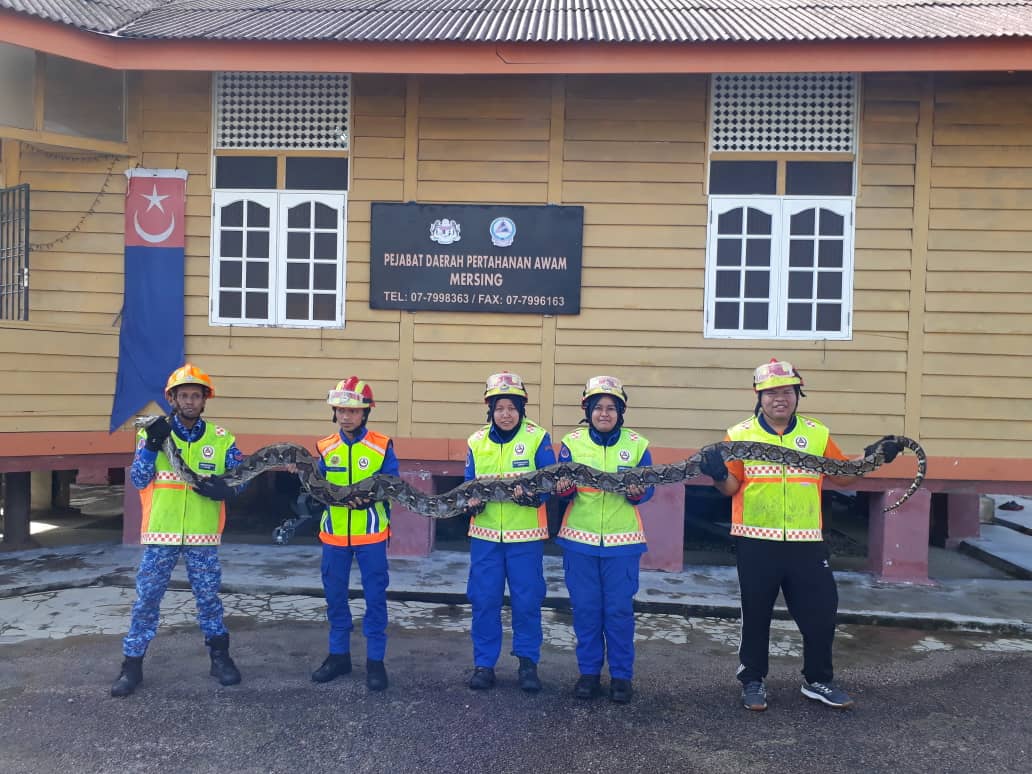 Mersing Civil Defence Force personnel with the captured 80-kilogramme python at the District Civil Defence Force operations control centre in Mersing. u00e2u20acu201d Picture courtesy of the Civil Defence Force