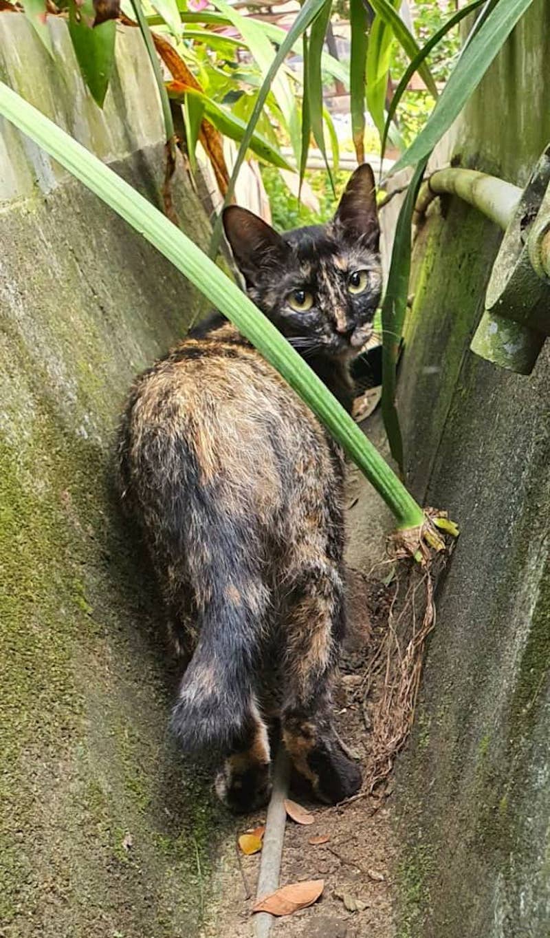 Caroline hopes the museum will work with her or pet shelters like SPCA Selangor on a long-term solution to help contain the situation at the museum.
