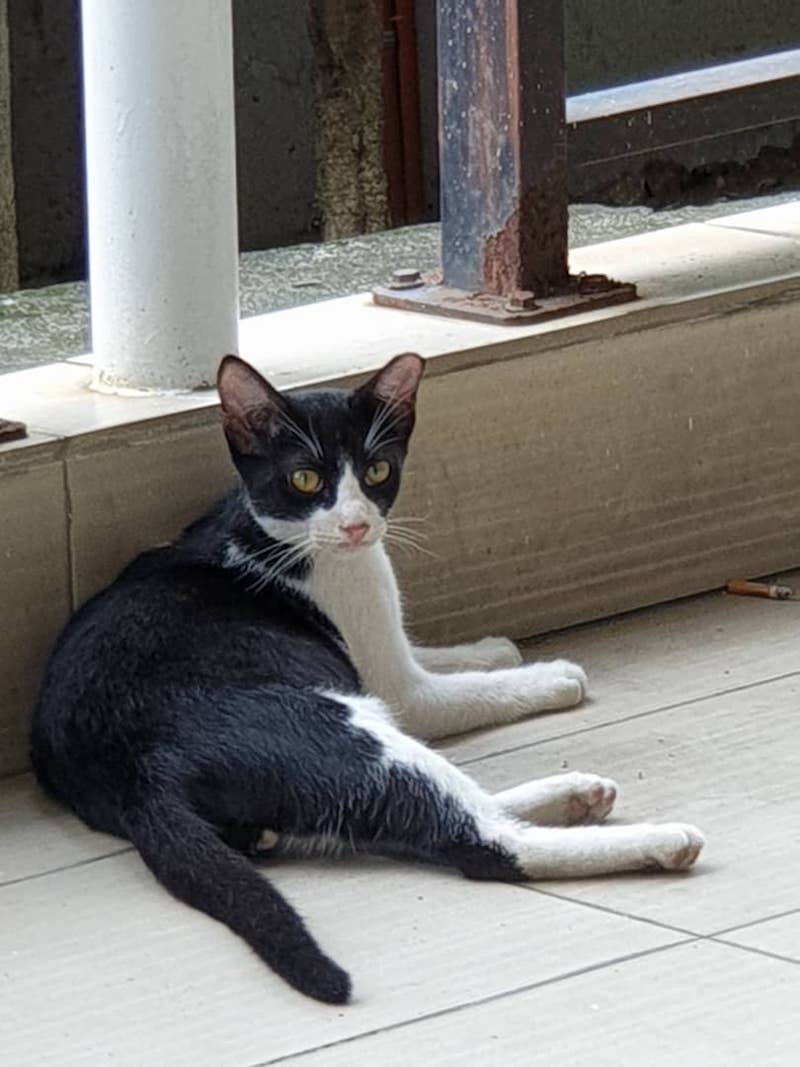 Since the last visit by DBKL, Caroline has managed to negotiate with the authorities to allow her more time to find adopters for the stray cats.