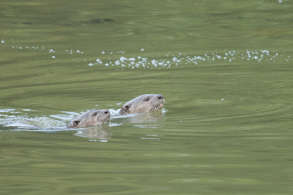 The pair of otters that were spotted at Perdana Botanical Garden in Kuala Lumpur recently. — Picture by Shariff Mohamad