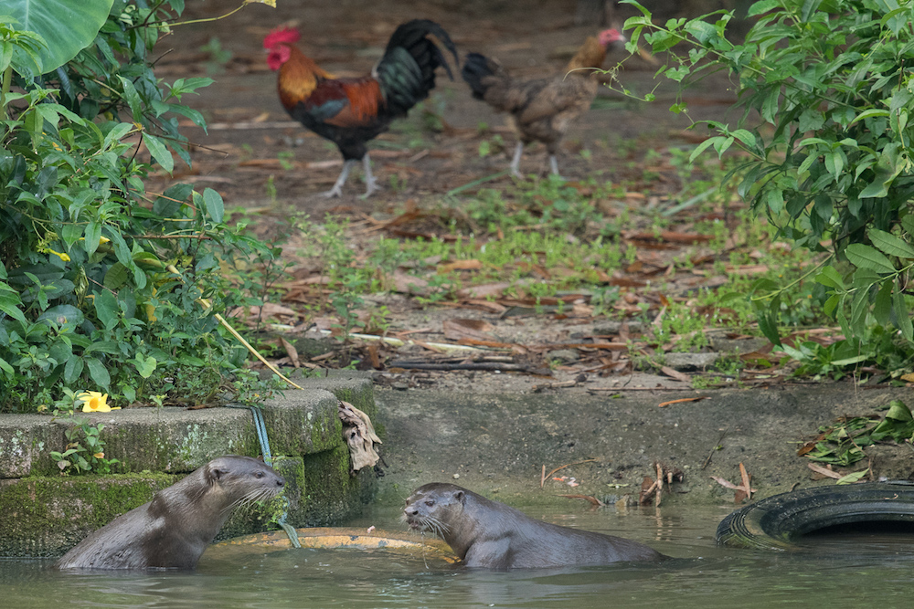 The pair of otters that were spotted at Perdana Botanical Garden in Kuala Lumpur recently. — Picture by Shariff Mohamad
