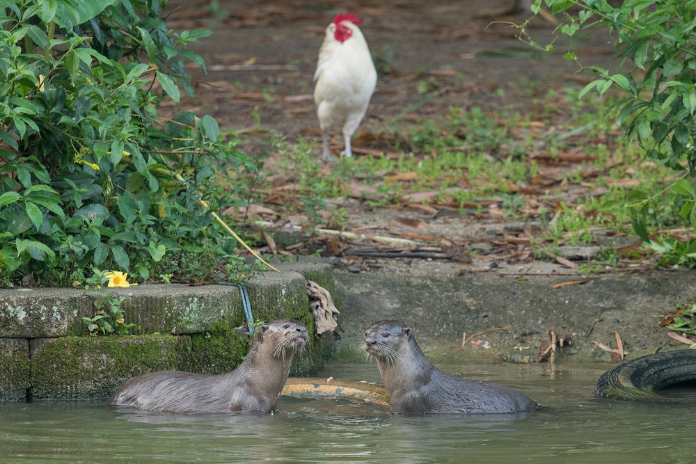 The pair of otters that were spotted at Perdana Botanical Garden in Kuala Lumpur recently. u00e2u20acu201d Picture by Shariff Mohamad