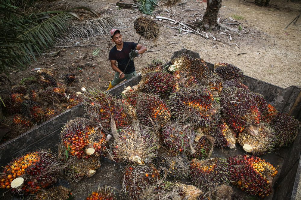 A worker collects palm oil fruits at a plantation in Kuala Selangor January 2, 2020. u00e2u20acu201d Picture by Yusof Mat Isa