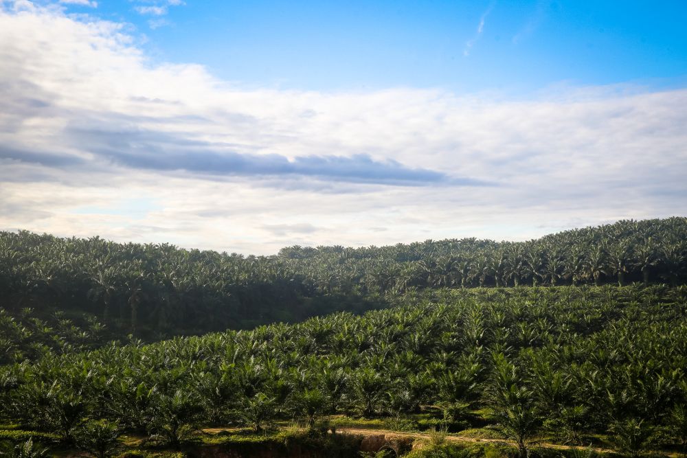 A general view of a palm oil plantation in Kuala Selangor January 2, 2020. u00e2u20acu201d Picture by Yusof Mat Isa