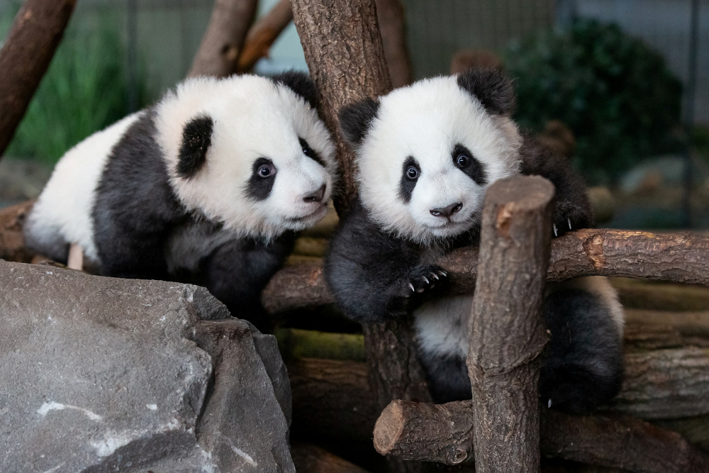 A handout photo shows twin panda cubs Meng Yuan (nicknamed Paule) and Meng Xiang (nicknamed Pit) in Berlin Zoo January 21, 2020. u00e2u20acu201d Picture by Berlin Zoo/Handout via Reuters