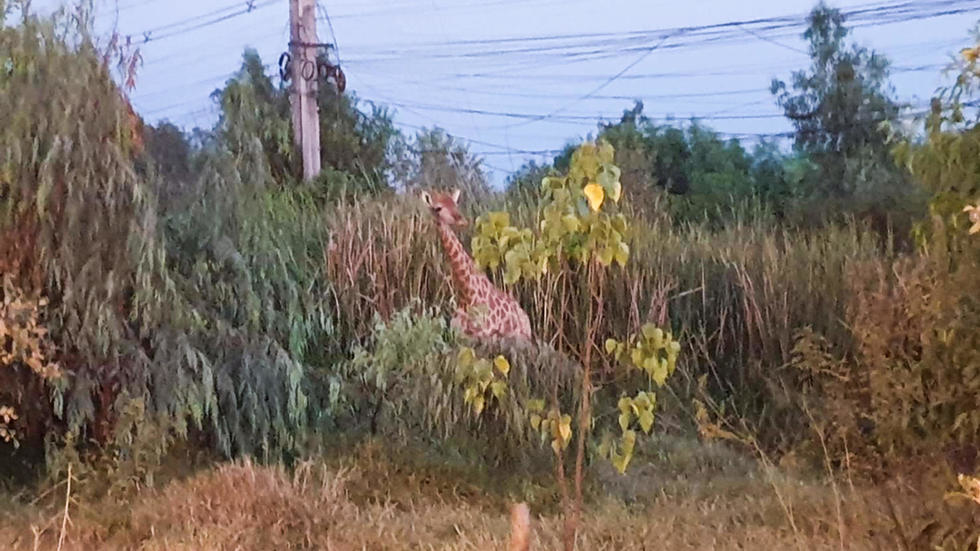 In this undated handout photo released on January 29, 2020 by the Fire Department Eastern Volunteer shows a runaway giraffe seen in bushes along a road in Bang Khla, Chachoengsao province. u00e2u20acu201d Fire Department Eastern Volunteer/AFP pic