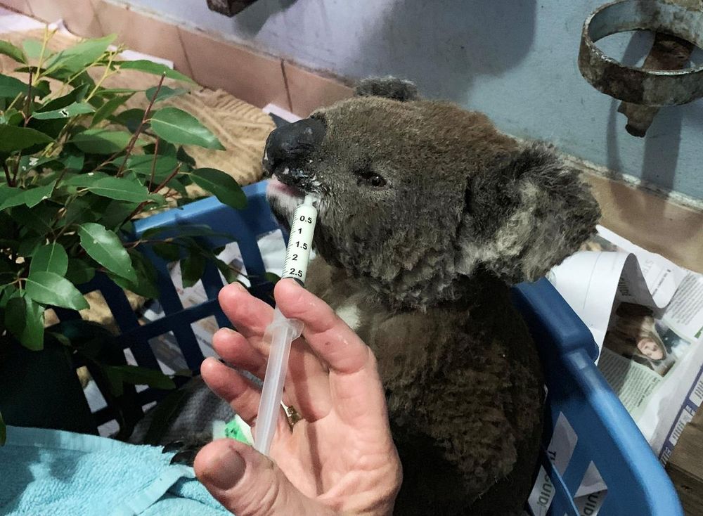A burnt koala named Anwen, rescued from Lake Innes Nature Reserve, receives formula at the Port Macquarie Koala Hospital ICU in Port Macquarie, Australia November 7, 2019. u00e2u20acu201d Reuters pic
