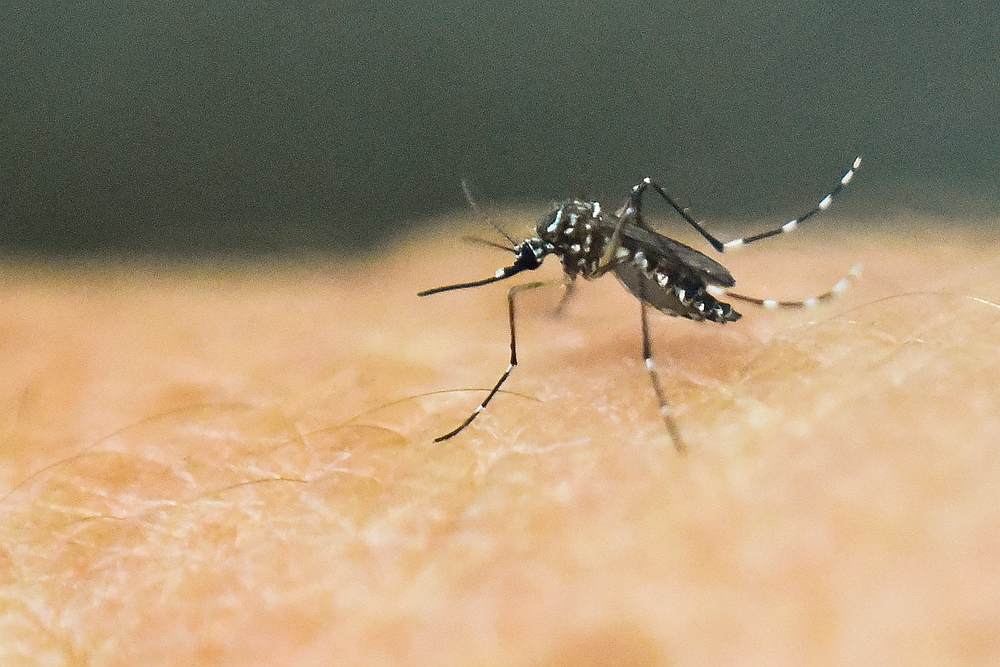 The Zika virus is spread by mosquitoes, and can cause pregnant mothers to give birth to babies with a pattern of defects and disabilities called 'congenital Zika syndrome.' u00e2u20acu201d AFP pic