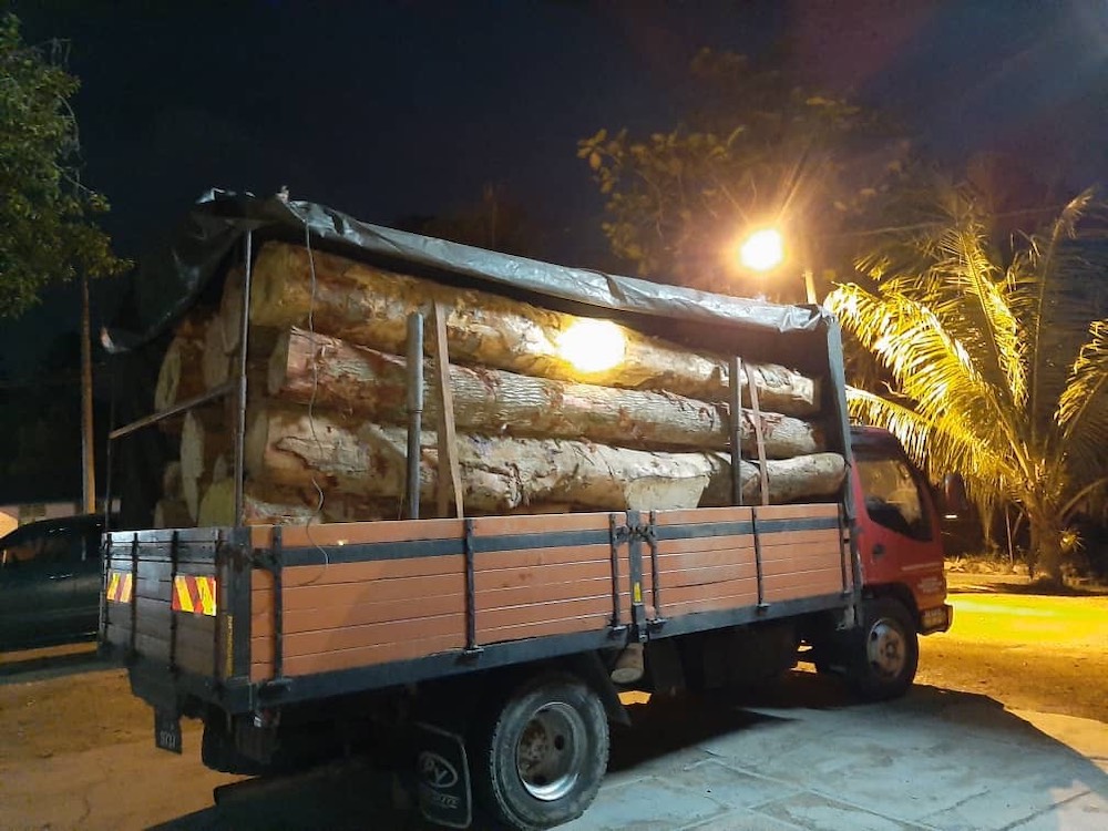 Perak Forestry Department arrested a timber thief and seized a lorry transporting 16 logs of various species of timber in Kuala Kangsar. u00e2u20acu201d Picture courtesy of Perak Forestry Department