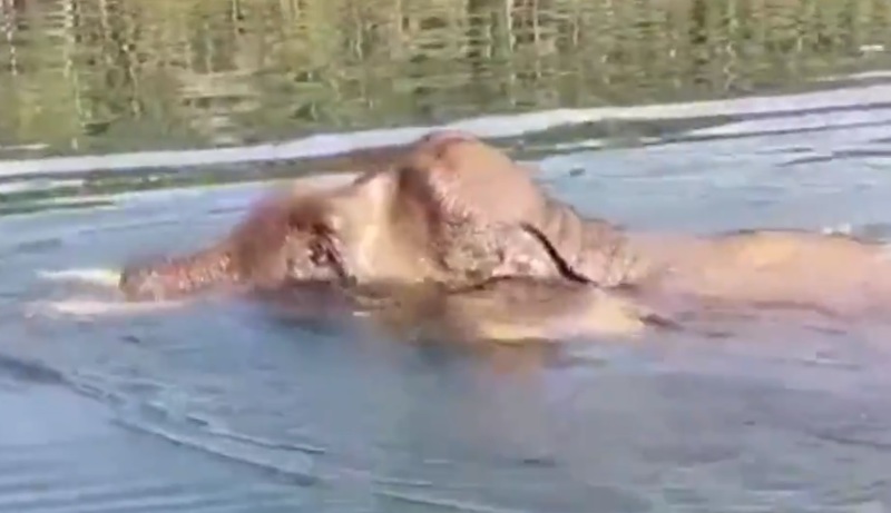 The male elephant was escorted by Perhilitan staff until it safely reached the fringe of the lake. u00e2u20acu201d Screengrab from Twitter/Perhilitan