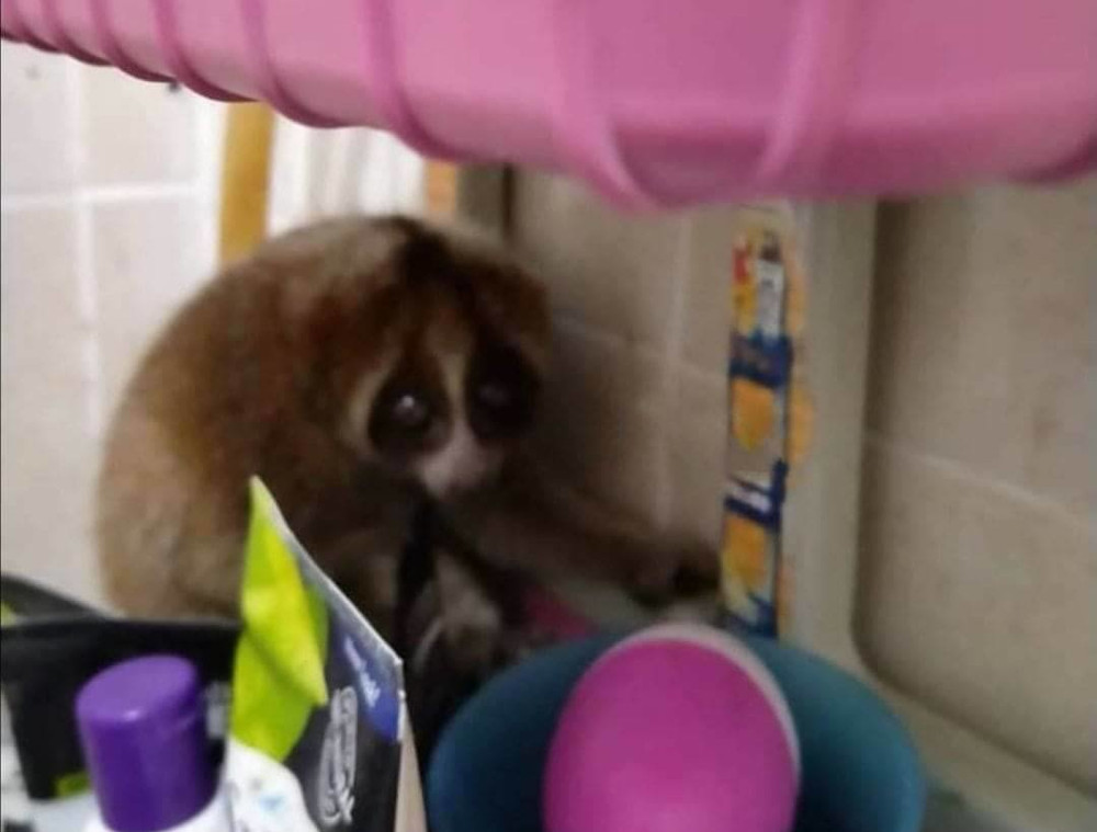 Natureu00e2u20acu2122s call: The slow loris was believed to have entered the bathroom through the ventilation system. u00e2u20acu201d Picture via Facebook/Sarikei Fire and Rescue Services Department 