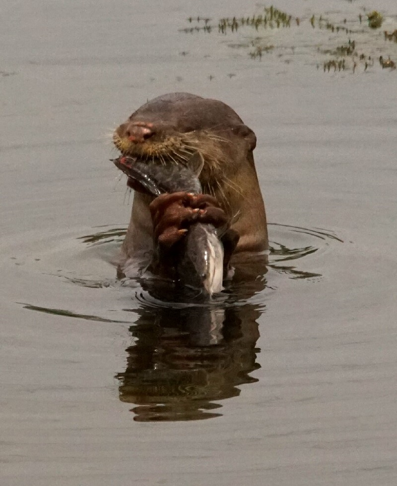 An otter is spotted enjoying his catch at a lake located at Taman Wangsa Baiduri in Subang Jaya. — Picture courtesy of Francois Reijnders 