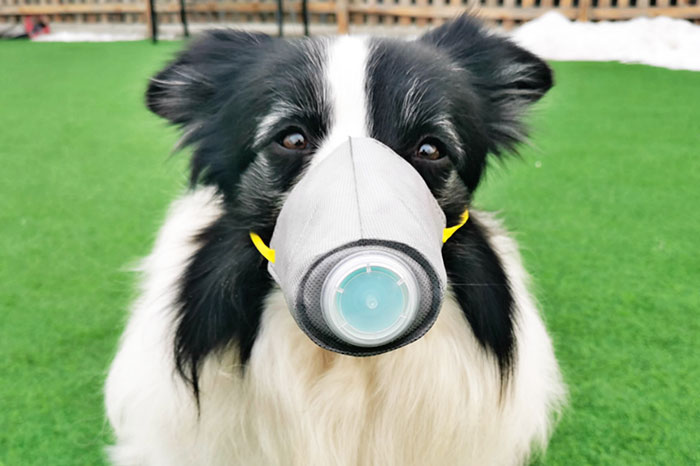 Business has been booming for pet face masks sellers. u00e2u20acu201d Picture from Taobao/Zhou Tianxiao