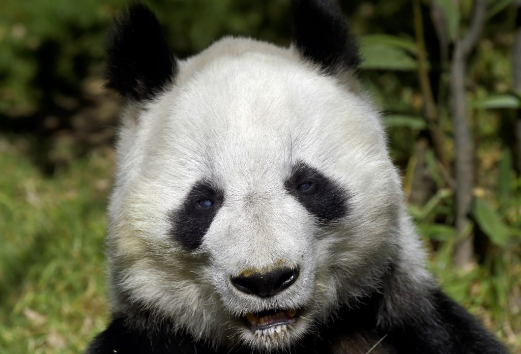 Shuan Shuan, a female giant panda born in captivity in Mexico, is seen at the Chapultepec zoo in Mexico City, on February 12, 2020. u00e2u20acu201d AFP pic n