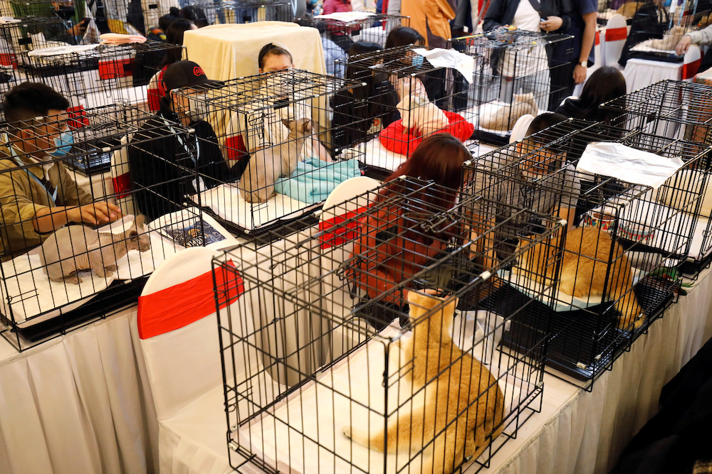 Cats are seen on cages during the Vietnam's first cat show in Hanoi, Vietnam February 16, 2020. u00e2u20acu201d Reuters pic
