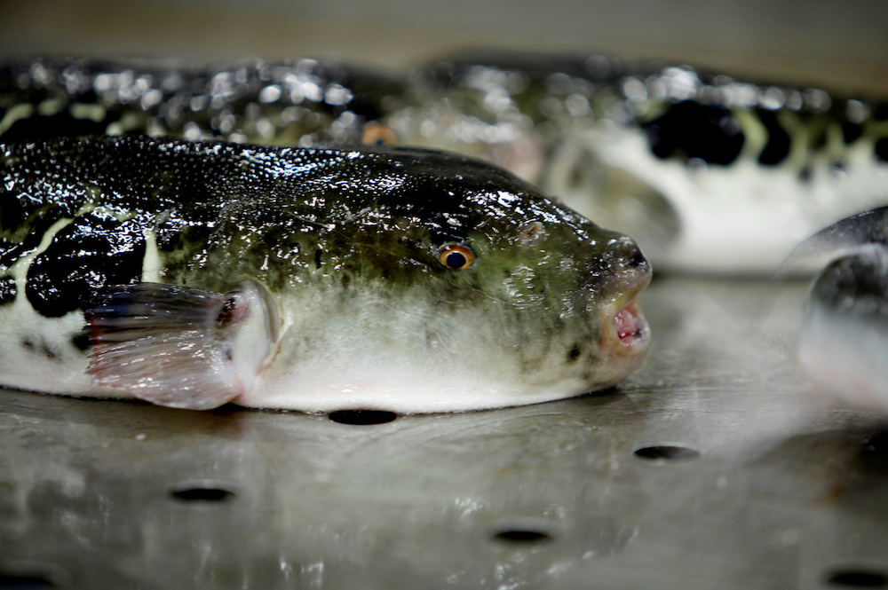 A pufferfish is set to be auctioned at an early morning fish auction in Shimonoseki, Japan February 7, 2020. — Reuters pic