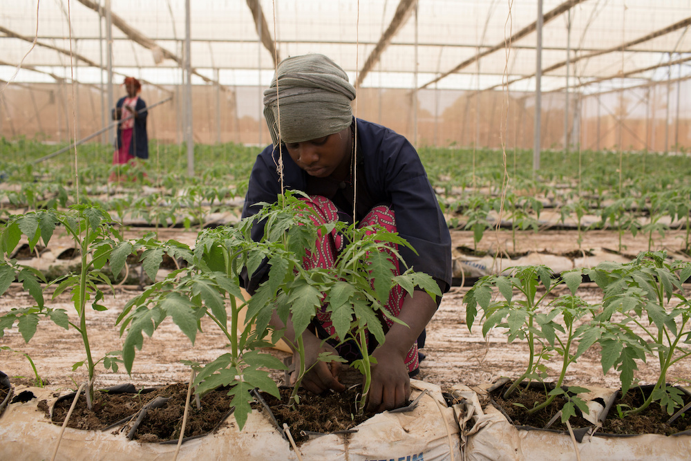 Fone Coulibaly ties up tomato plants in one of Amadou Sidibe's greenhouses in Katibougou, Mali, February 12, 2020. u00e2u20acu201d Reuters picnn