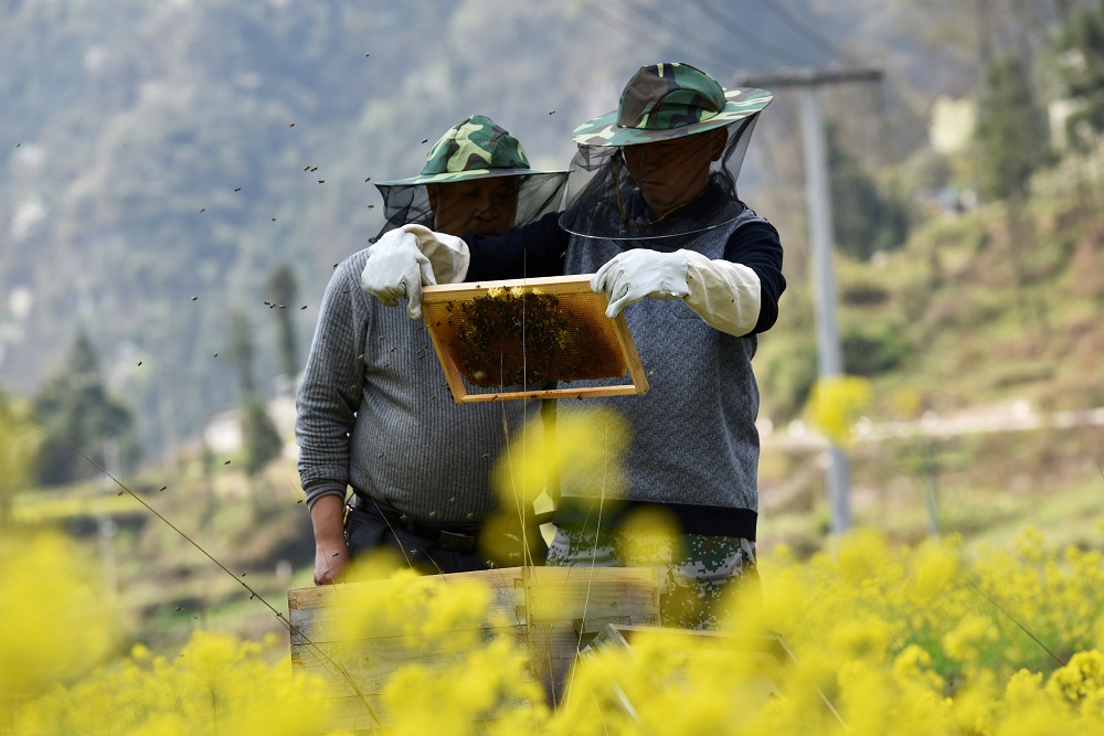 Beekeepers check a beehive at a farm in Longli county, Guizhou province, China March 15, 2018. u00e2u20acu201d Reuters pic
