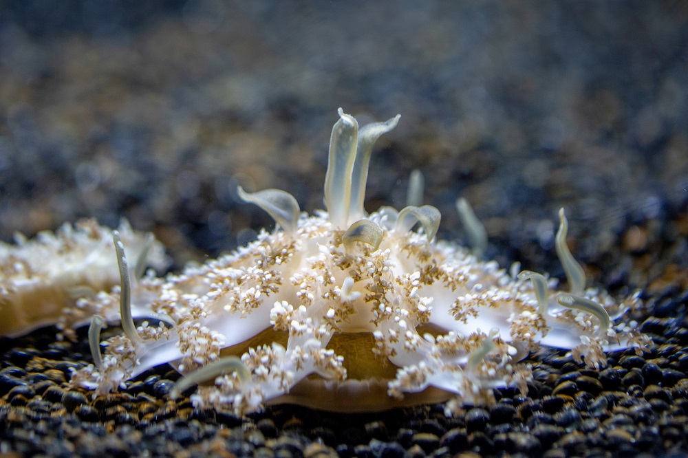 This handout photograph released by The National Aquarium/Smithsonian National Museum of Natural History on February 13, 2020, shows a Cassiopea Xamachana Jellyfish on display at The National Aquarium in Baltimore. u00e2u20acu201d Cheryl Ames/The National Aquarium/AF