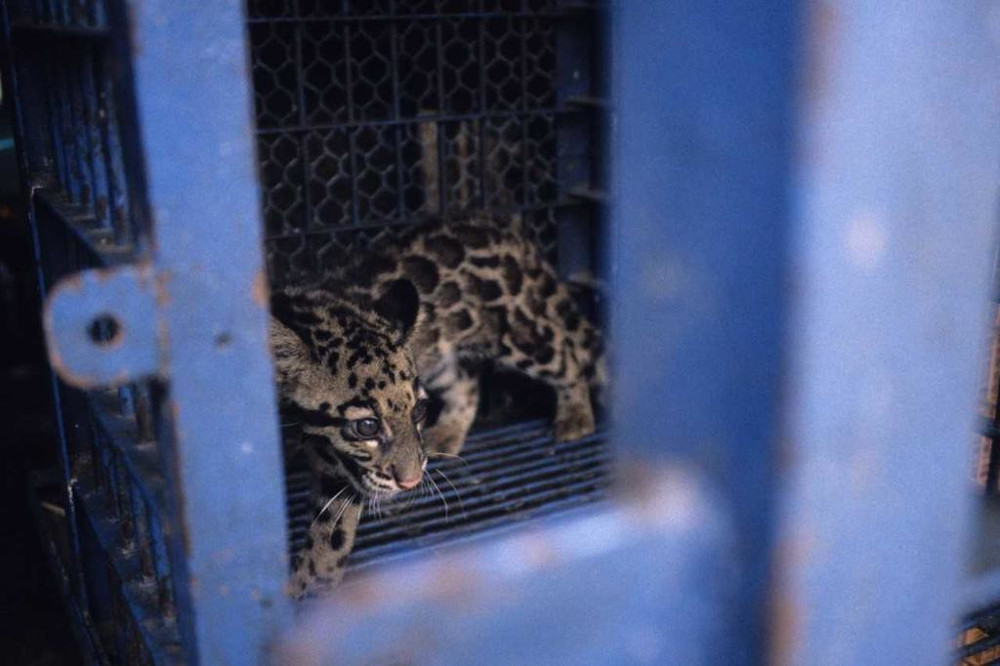 A photograph supplied by Traffic, a global organisation that monitors wildlife trafficking, showing a clouded leopard cub for sale in a market. The location was not specified. u00e2u20acu201d Picture from Traffic via TODAY
