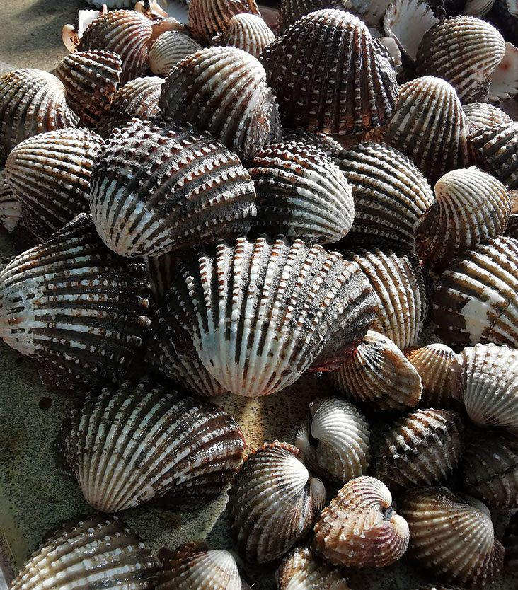There are two sizes for the cockles sourced locally, large and normal