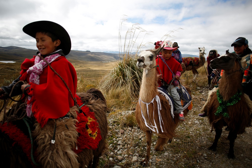 Kids ride their llamas before the u00e2u20acu02dcLlamingadau00e2u20acu2122, a race where children ride llamas, at the National Park of Llanganates, near Salcedo, Ecuador February 8, 2020. u00e2u20acu201d Reuters pic
